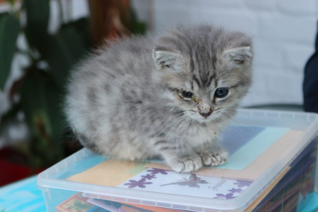 Les chats de StQuentin Félins attendent leur famille On teste pour