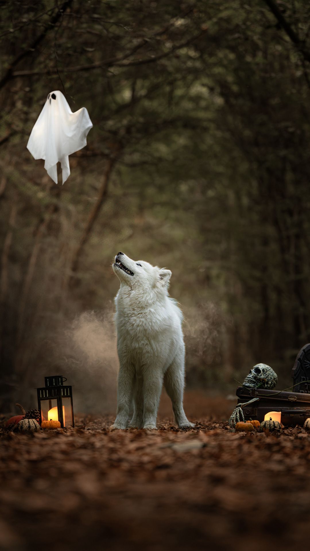 Une séance photo d'Halloween pour votre chien ou chat en forêt près d'Amiens