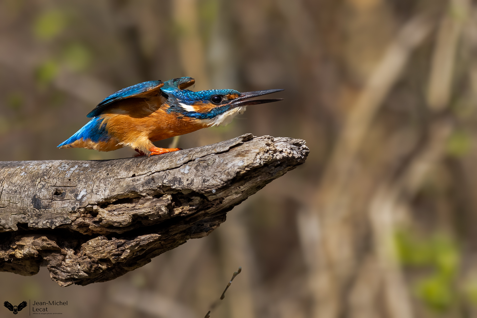 Quatre jours pour découvrir la magie des migrations en baie de Somme