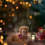 Un brunch de Noël version canine avec séance photos à Blangy-Tronville